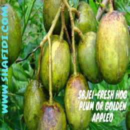 SBJEI-FRESH HOG PLUM OR GOLDEN APPLE